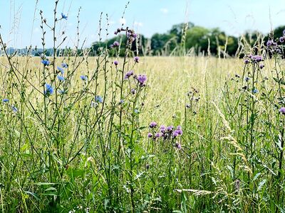 Foto: Schröder-Ritzrau – Walldorfer blühender Feldrand
